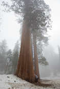 Sequoia National Forest Images