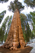 Sequoia National Forest Images